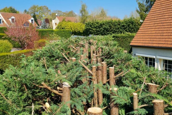 Abattage d'arbres dangereux - Abattage et étêtage d'arbres