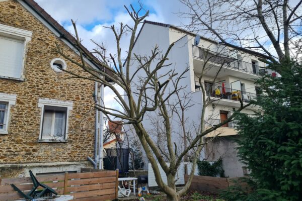 ELEGAGE - Élagage de tout type d'arbres