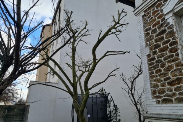 ELEGAGE - Élagage de tout type d'arbres