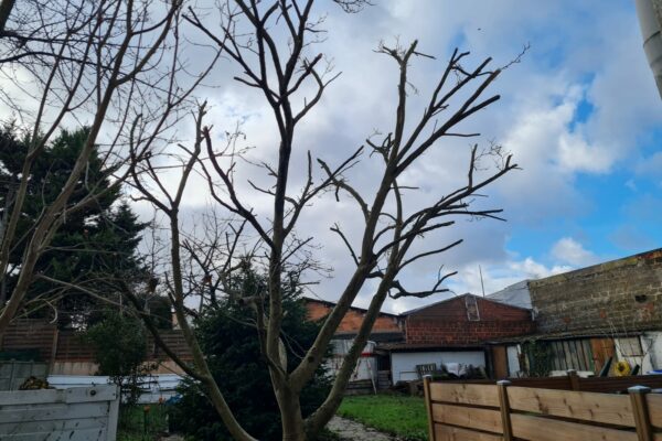 ELEGAGE - Élagage de tout type d'arbres