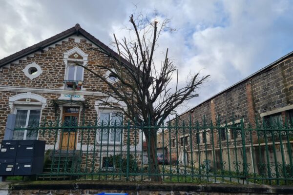ELEGAGE - Abattage et étêtage d'arbres - Élagage de tout type d'arbres