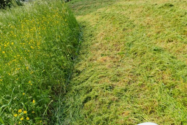 Taille des haies et débroussaillage tonte de pelouse